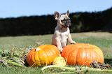 BOULEDOGUE FRANCAIS 136
